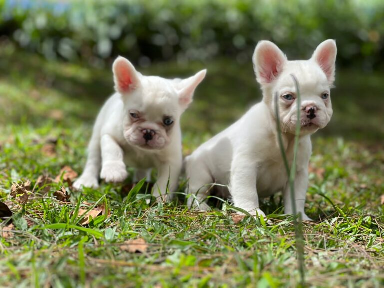 Criadero de Perros Bulldog Frances Fluffy Platino Venta de Perros Bulldog Frances Fluffy Platino