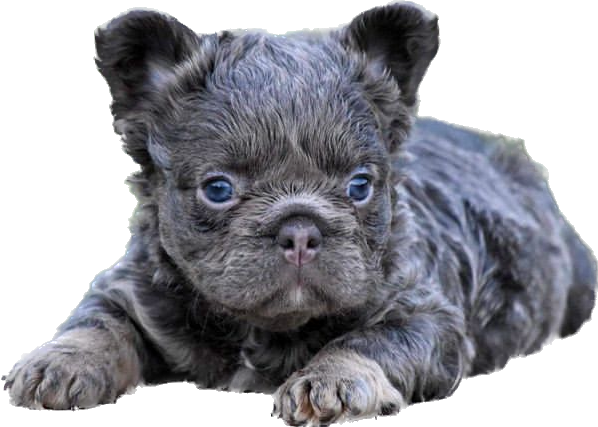 Criadero de perros bulldog francés fluffy blue