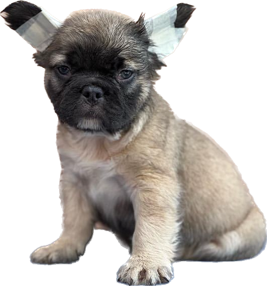 Criadero de Perros Bulldog frances fluffy Fawn venta de perros bulldog frances Fluffy Fawn