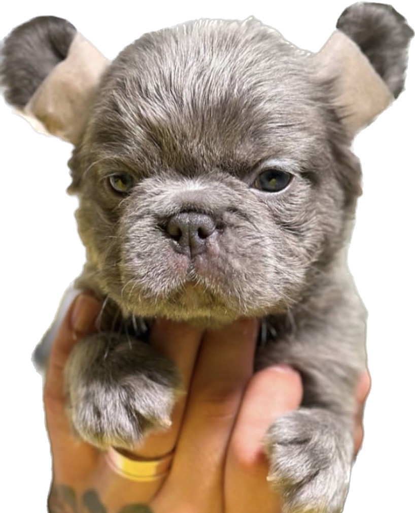 Criadero de perros bulldog frances fluffy Lilac