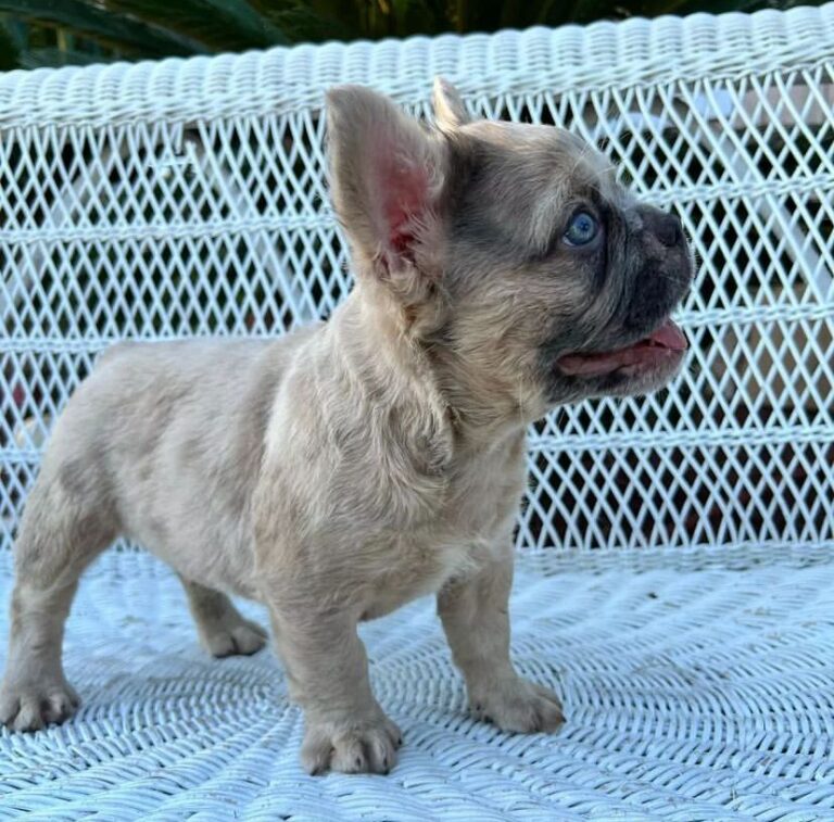 Criadero de Perros Bulldog frances fluffy Fawn venta de perros bulldog frances Fluffy Fawn