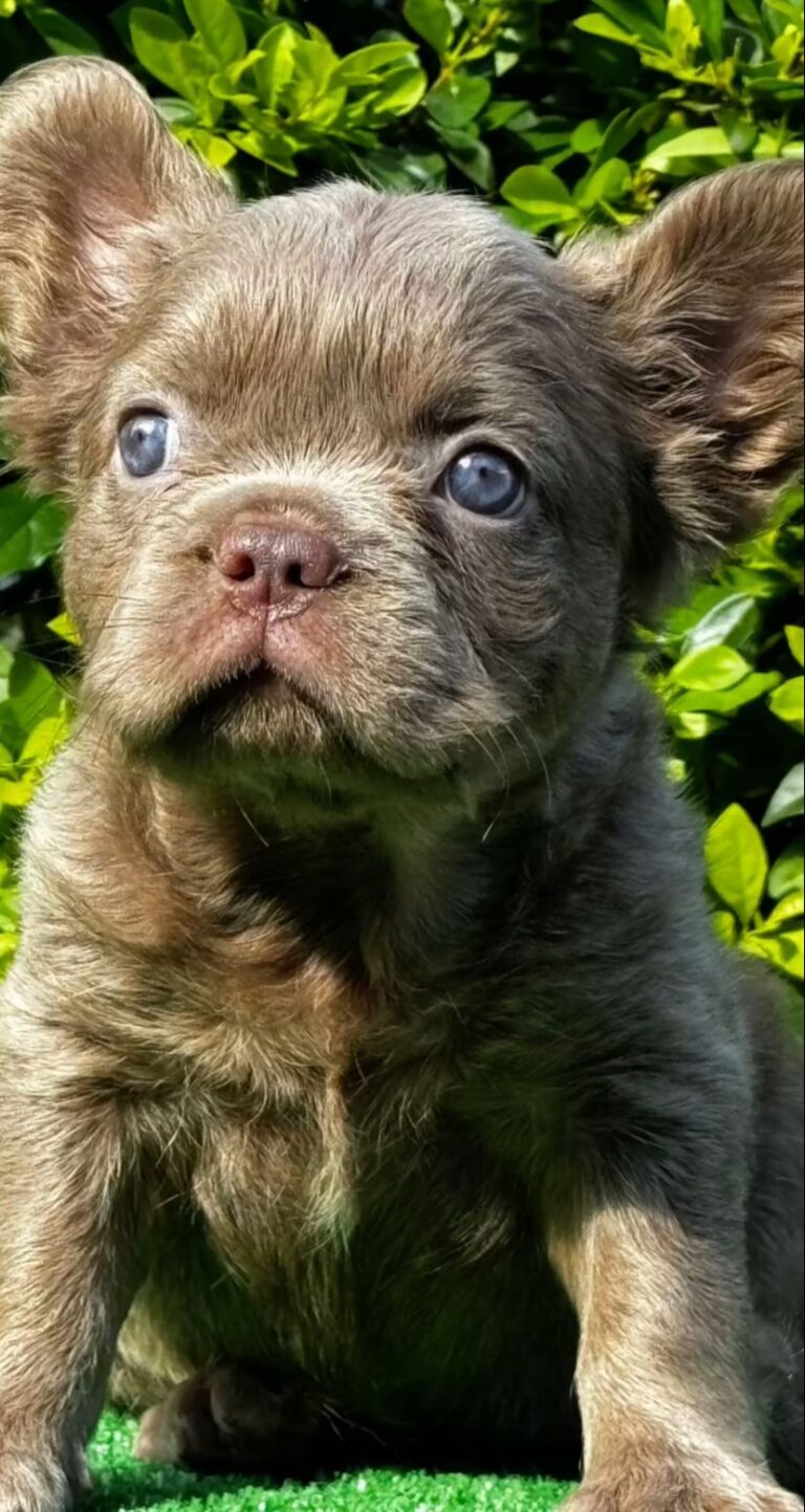 Criadero de perros bulldog frances fluffy isabela