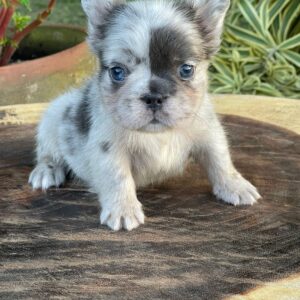 Criadero de Perros Bulldog Frances Fluffy Big Rope Nicaragua