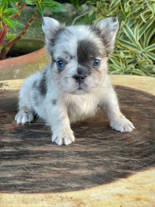 Criadero de Perros Bulldog Frances Fluffy Big Rope Nicaragua