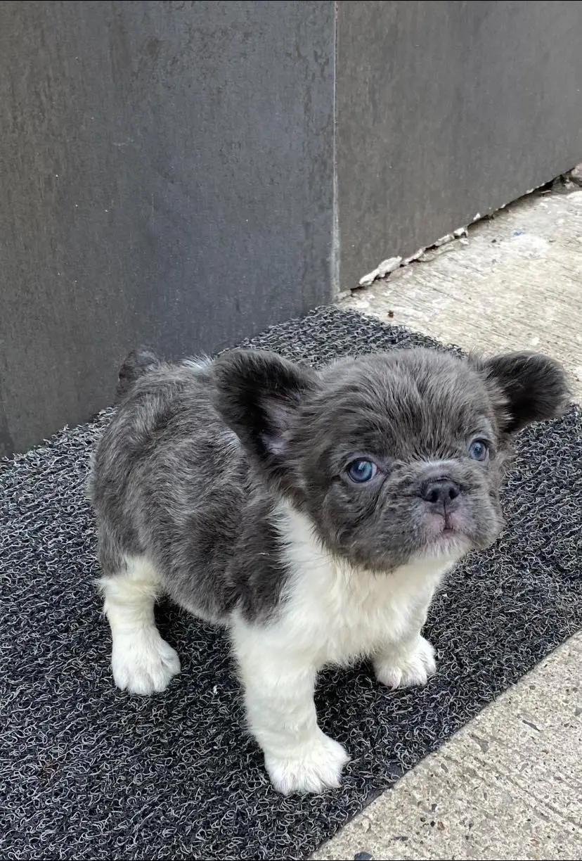 Criadero Bulldog Frances Fluffy Big Rope