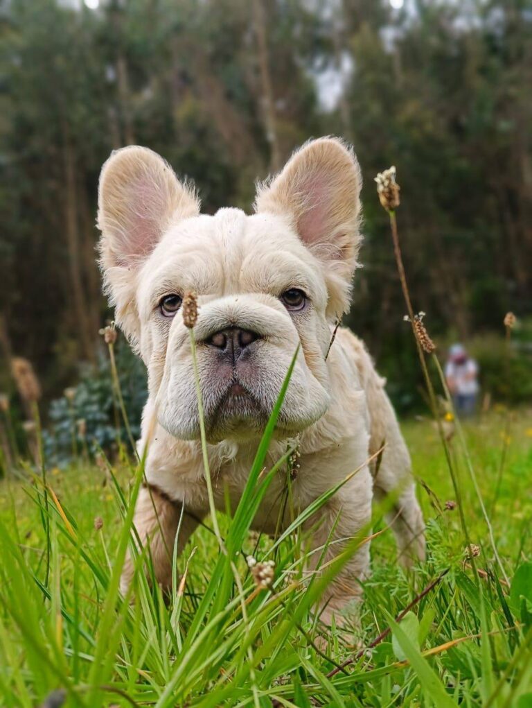 Criadero Bulldog Frances Fluffy Big Rope Venezuela