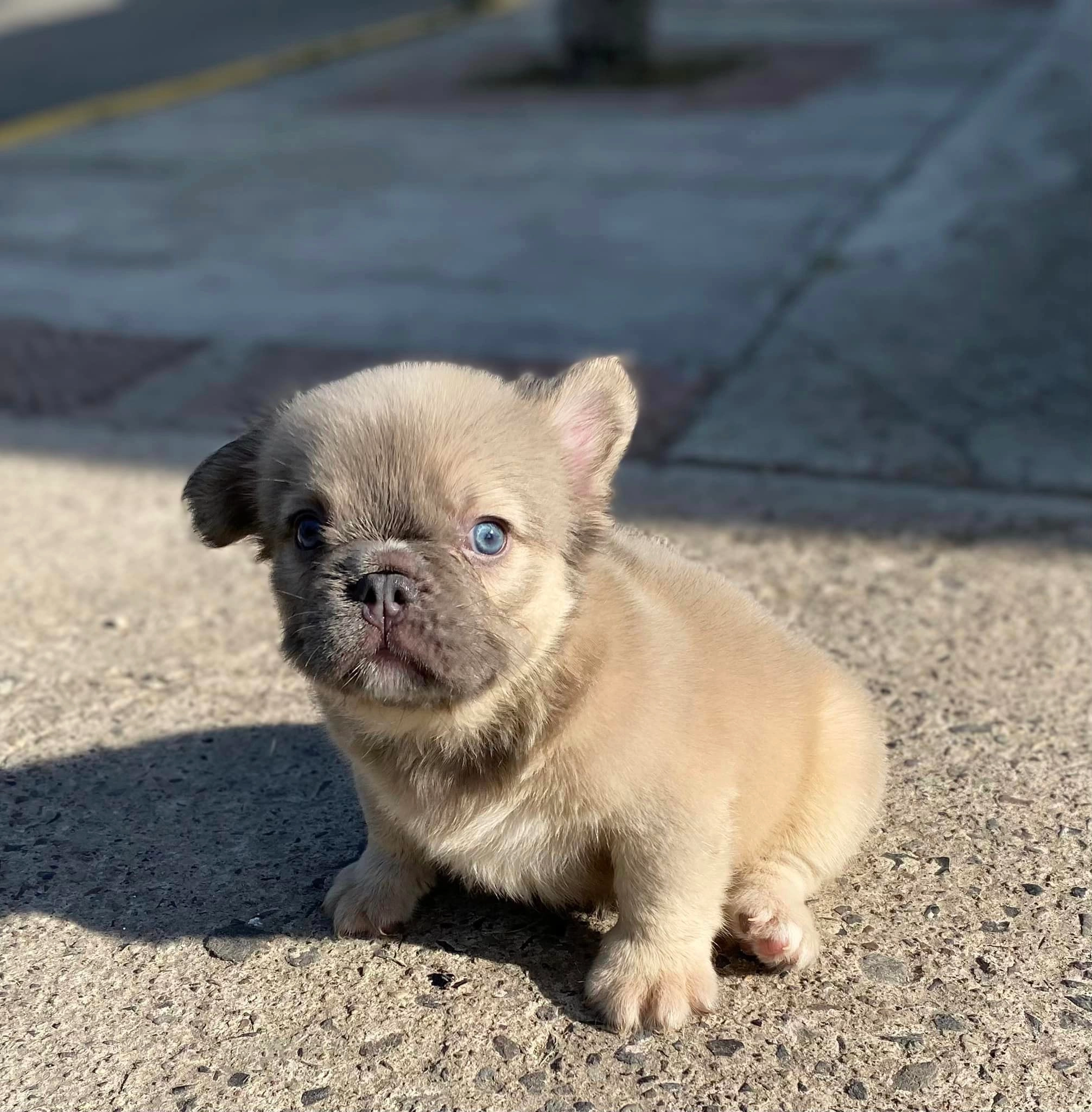 Criadero de Perros Bulldog Frances Fluffy Big Rope Bolivia