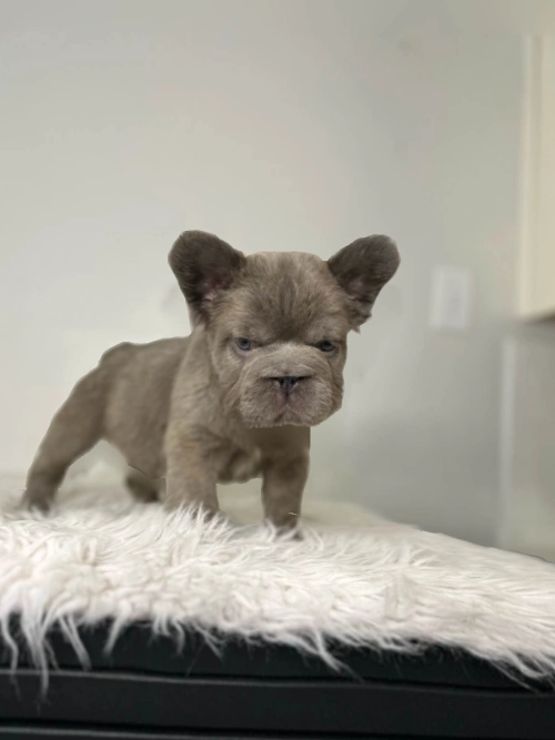 Criadero Bulldog Frances Fluffy Big Rope Panamá