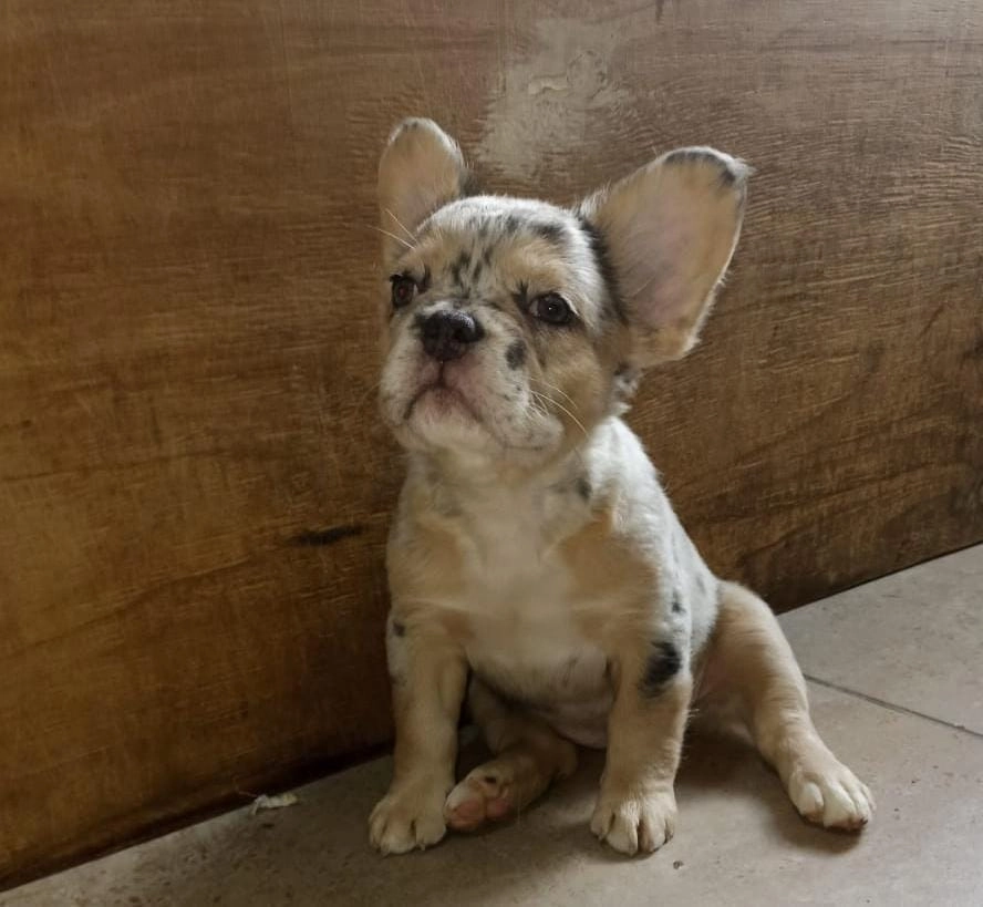 Criadero Bulldog Frances Fluffy fawn