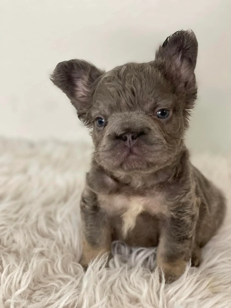 Criadero Bulldog Frances Fluffy Big Rope gris Guatemala