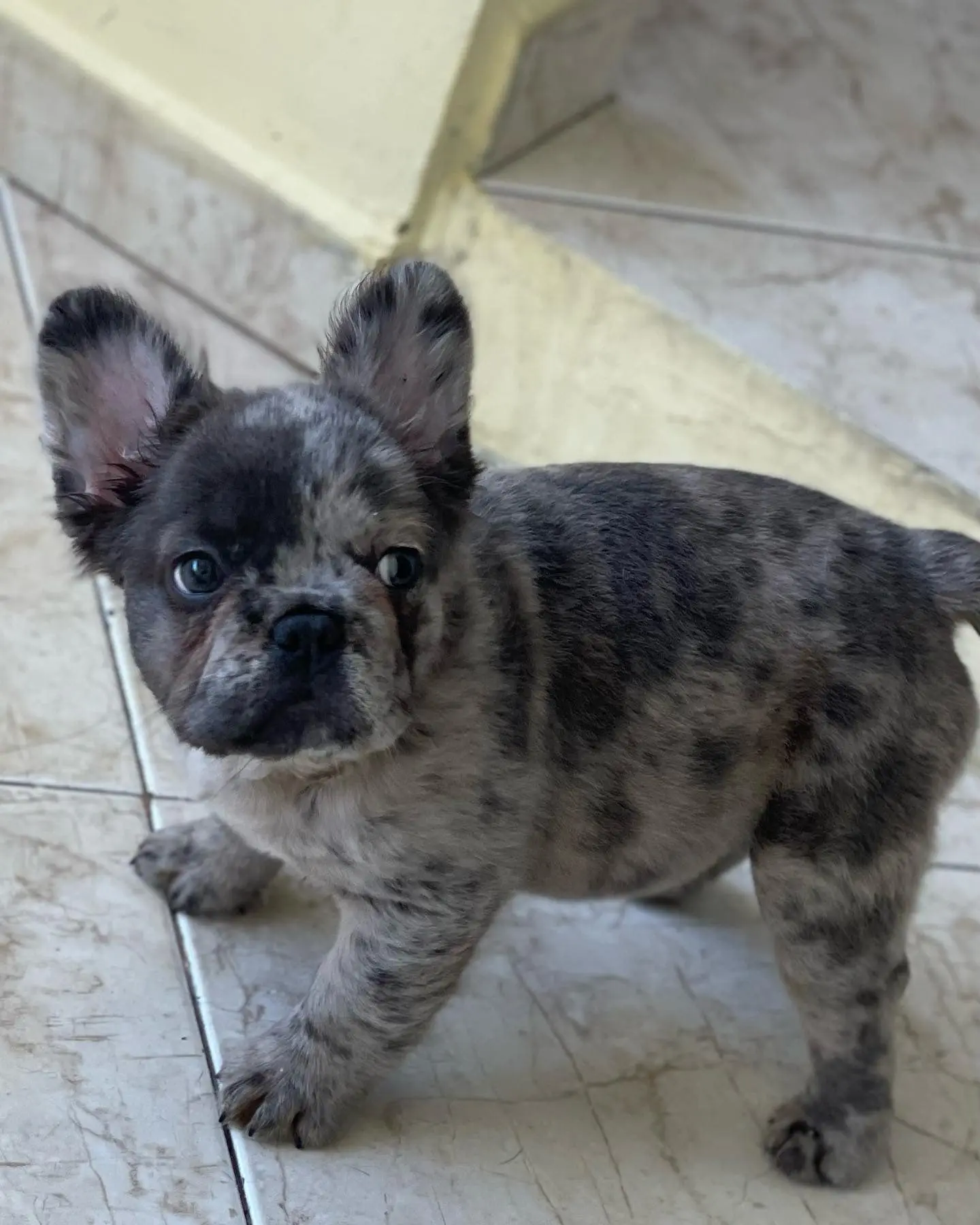 Criadero Bulldog Frances Fluffy Big Rope Paraguay