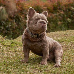 Tienda 54 Stud Bulldog Francés Fluffy Big Rope Isabella