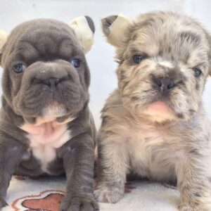 Bulldog Frances Fluffy y Big Rope Panama