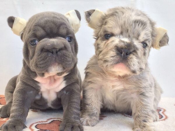 Bulldog Frances Fluffy y Big Rope Panama