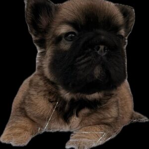 Tienda 29 9ab4d038 1a36 4f85 ad4e 0d050d4d31a8