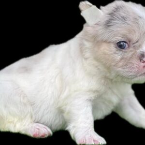 Tienda 11 a63c93b9 a8e6 4394 bbe0 17e9d7f1b7fb