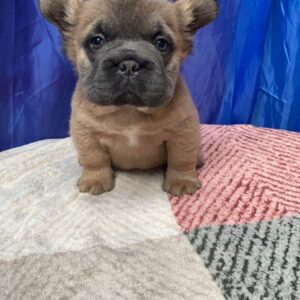 Tienda 12 337aa3b0 d7e3 42fb b39a 5668118d6b66 1