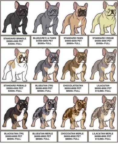Colores-bulldog-frances-fluffy-bigrope-exoticos Bulldog Frances Fluffy