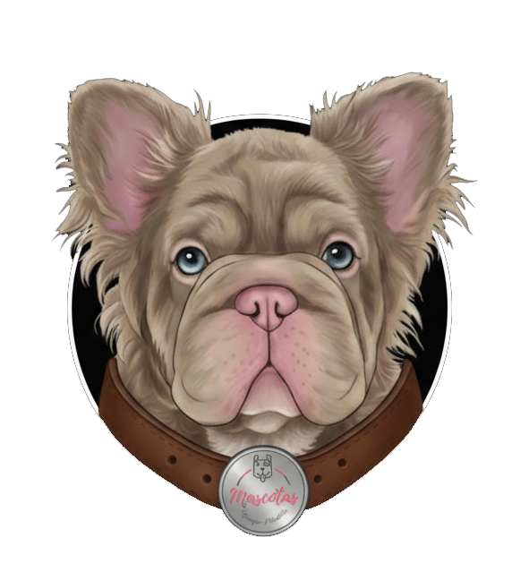 Criadero Bulldog Frances Fluffy Big Rope