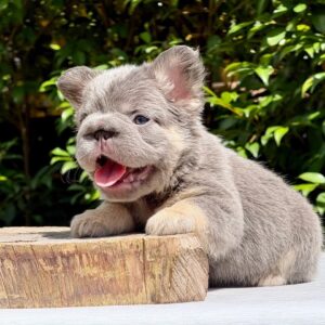 Bulldog francés fluffy big rope Lilac At