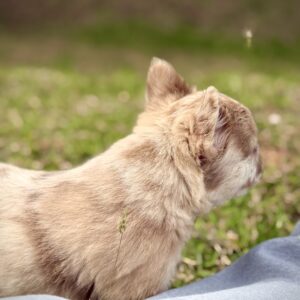Fluffy Frenchie Isabella New Shade Merle