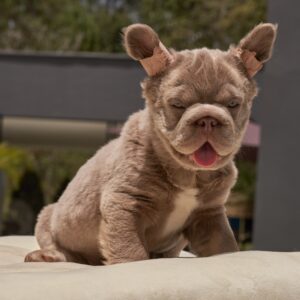 Bulldog Fluffy big Rope Isabella