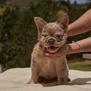 Bulldog fluffy Isabella New Shade Merle