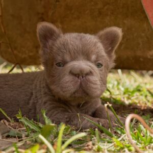 Micro Bulldog fluffy big rope Lilac