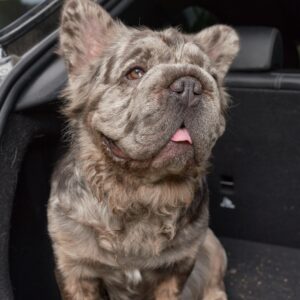 Stud Fluffy Big Rope Blue Merle