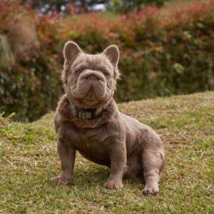Stud Isabella Fluffy Big Rope