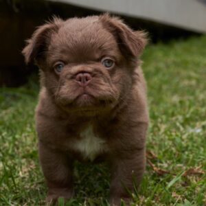 Fluffy Frenchie Cocoa