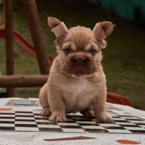 Hembra Bulldog Fluffy Big Rope Fawn
