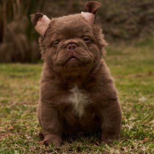 Bulldog Fluffy Cocoa
